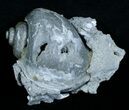 Partial Fossil Whelk With Golden Calcite Crystals #6050-3
